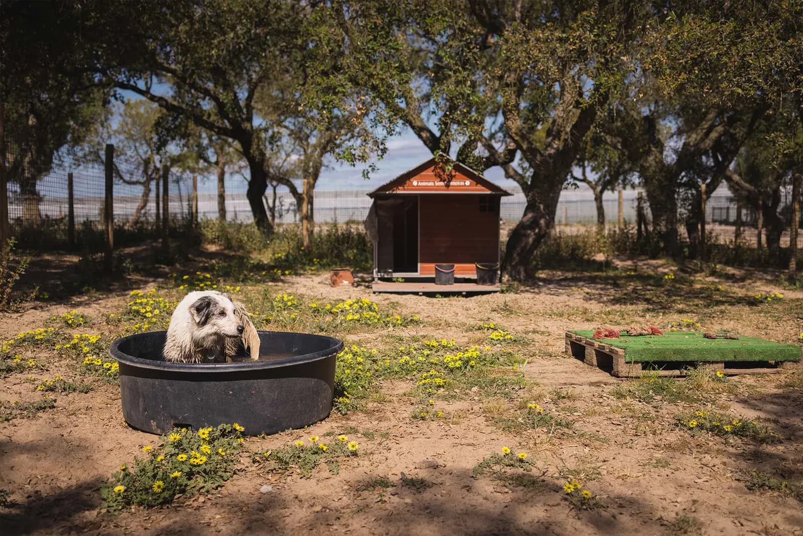 Um cão refresca-se dentro de uma tina de água, com uma casota ao fundo