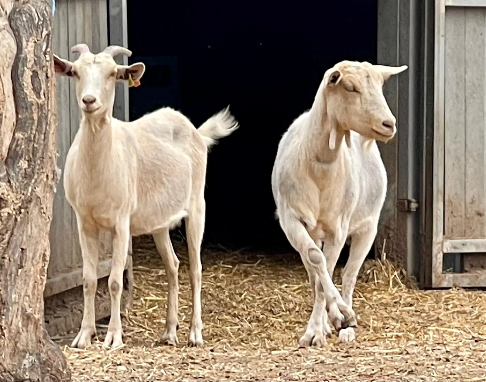 Duas cabras brancas à porta do abrigo