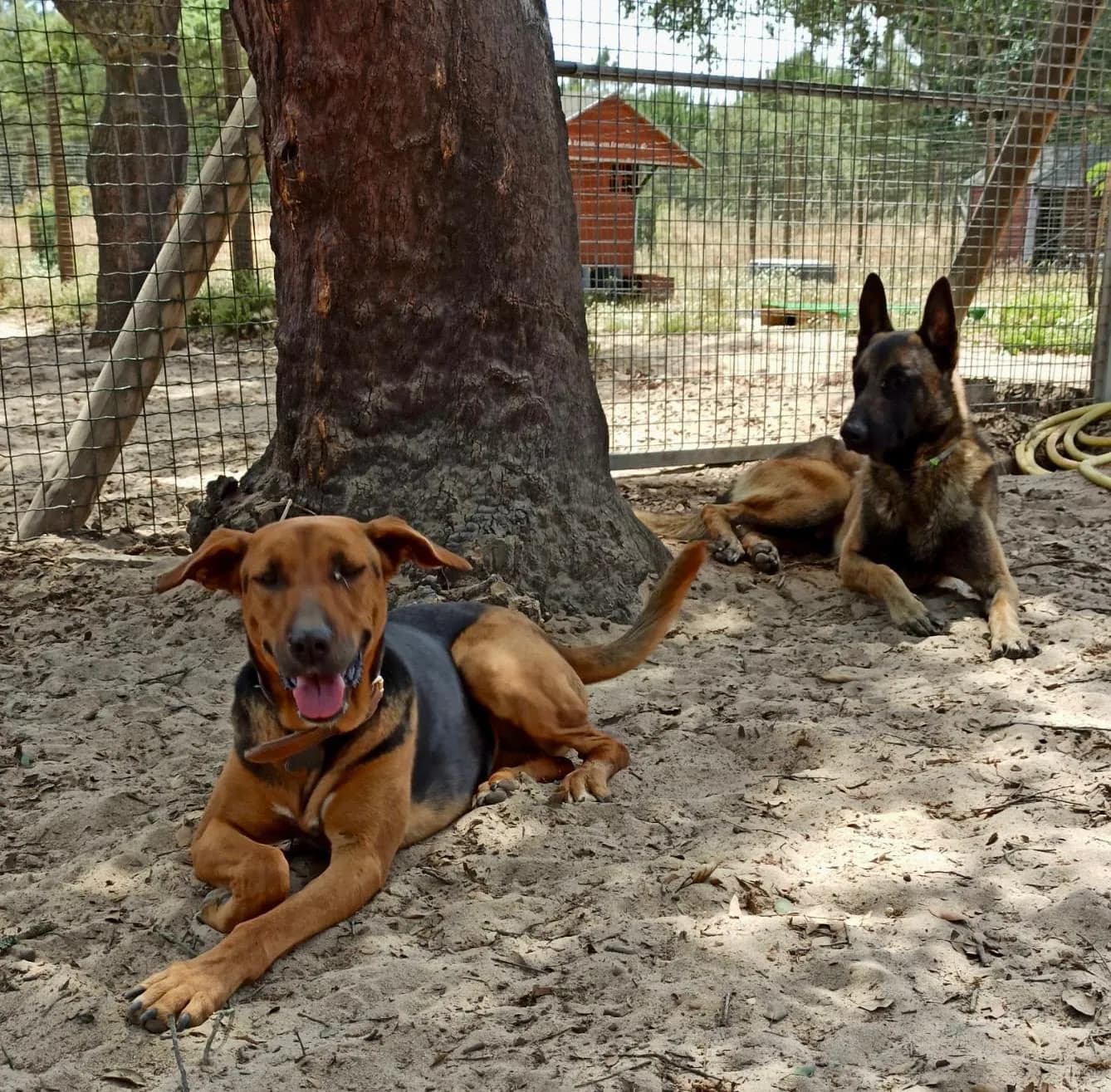 Dois cães deitados na areia à sombra de um sobreiro