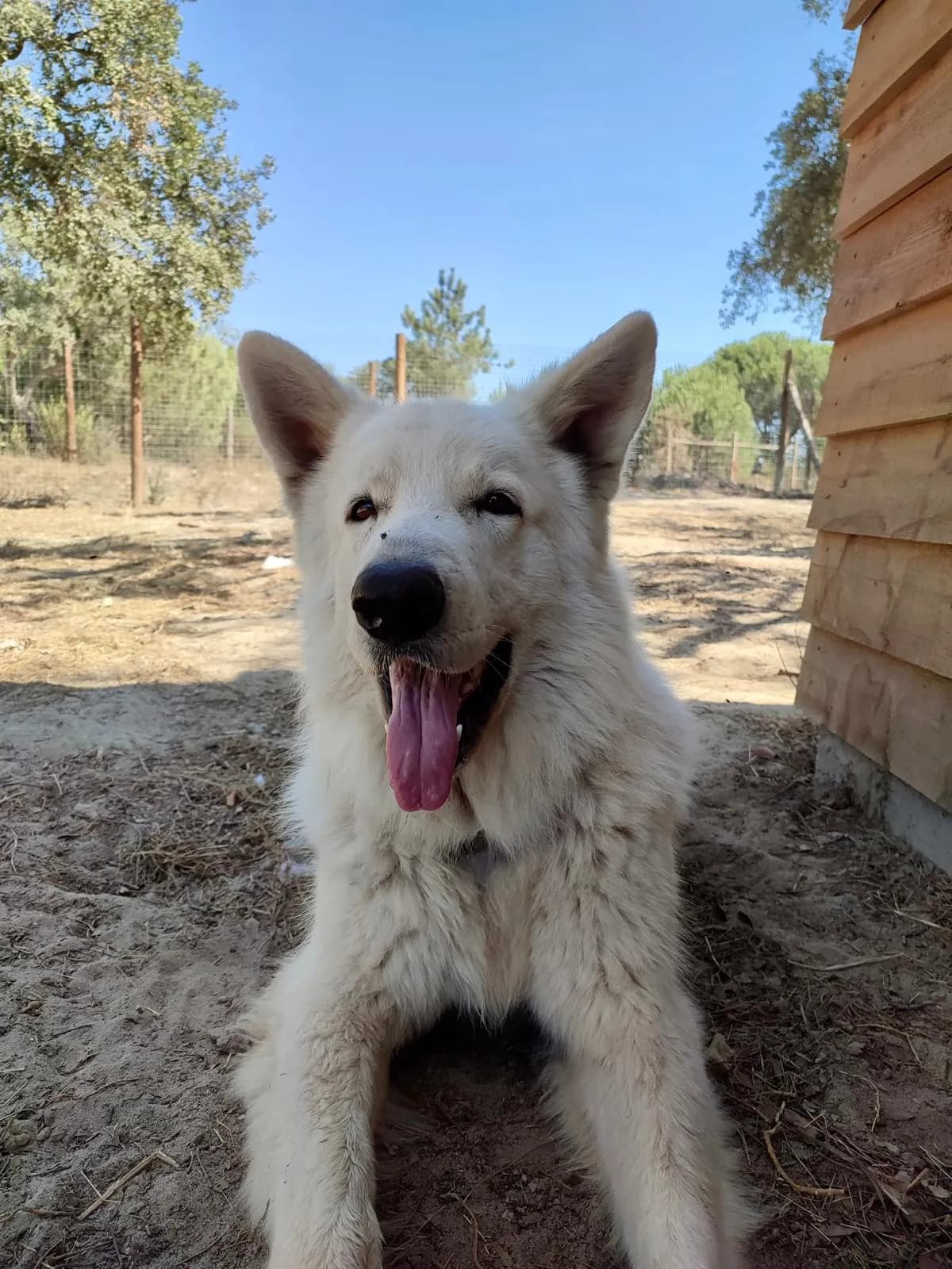 Um cão branco de pelo comprido deitado na terra, de língua de fora