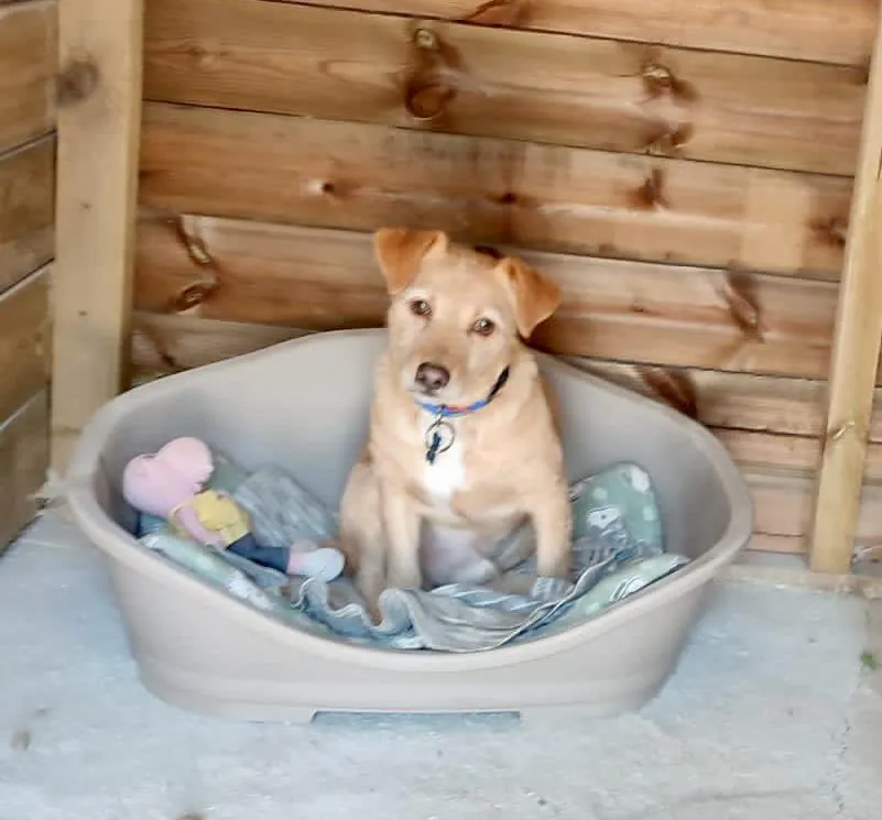 Um cão pequeno e claro sentado na sua cama, dentro de uma casota de madeira
