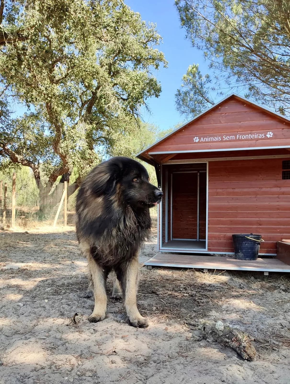 Um cão peludo em frente a uma casota de madeira vermelha com o nome do santuário