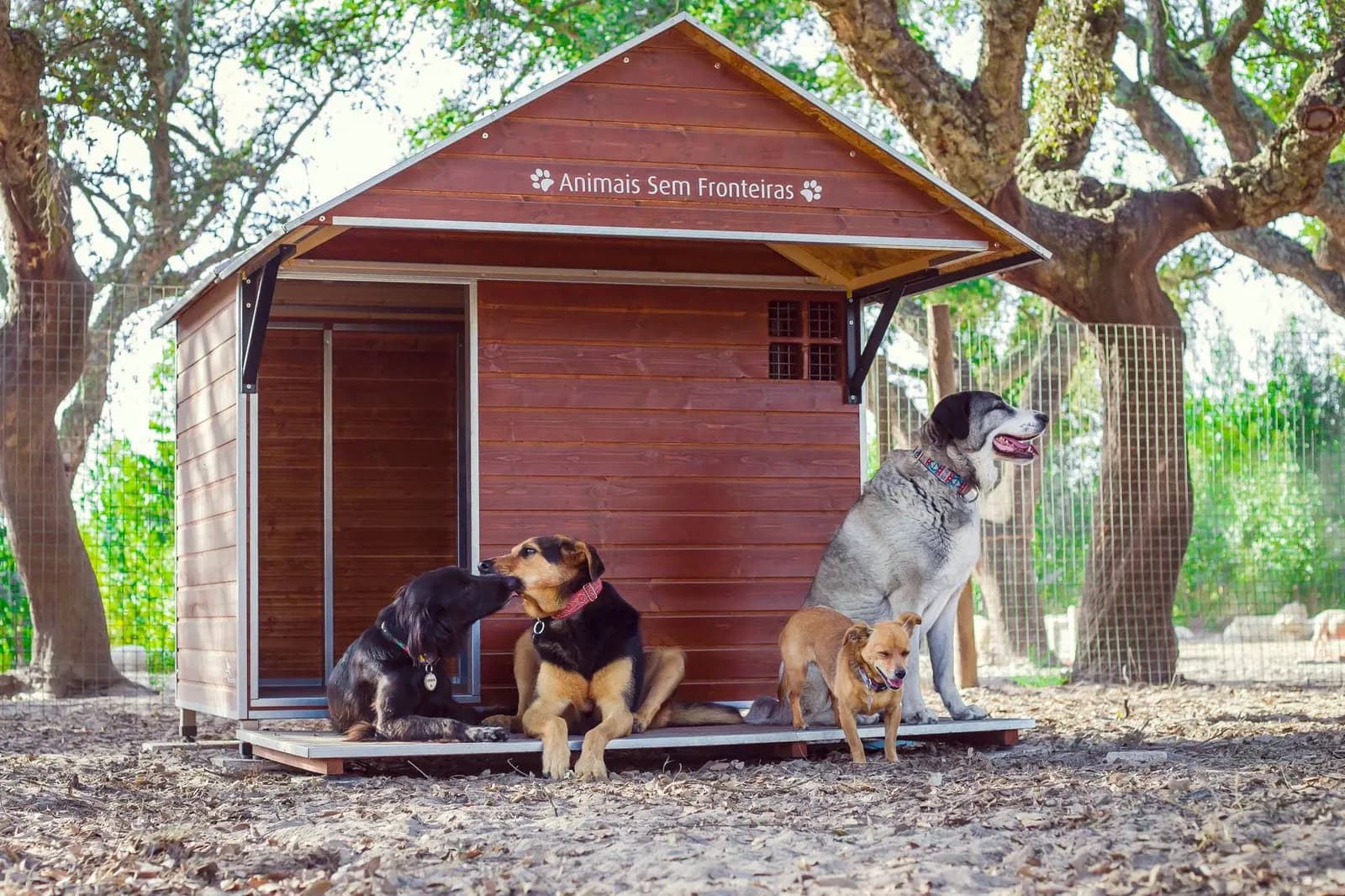 Cães sentados em frente a uma casota de madeira vermelha com o nome do santuário