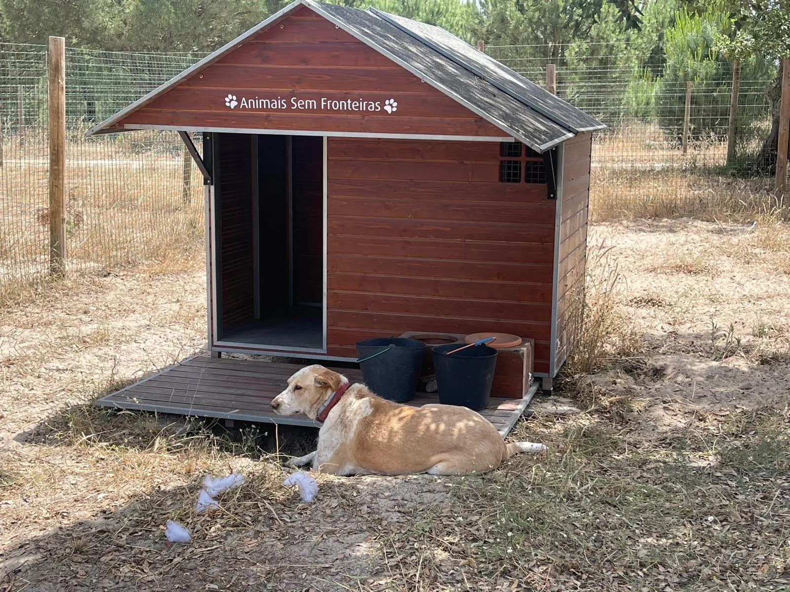 Um cão deitado à sombra, em frente a uma casota de madeira com o nome do santuário