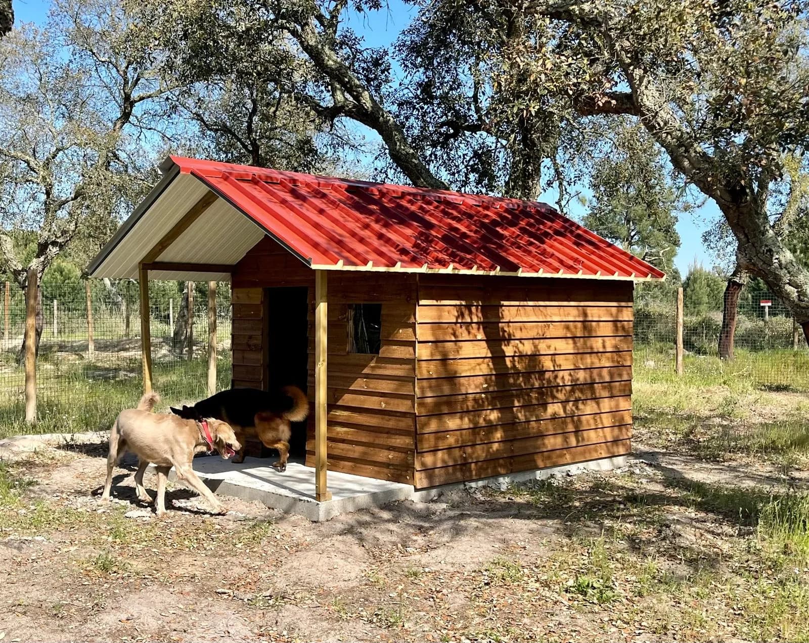 Uma casota de madeira com telhado vermelho entre sobreiros, com cães à porta