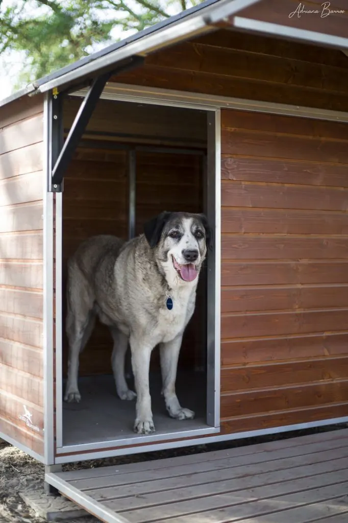 Um cão grande e claro à porta da sua casota de madeira