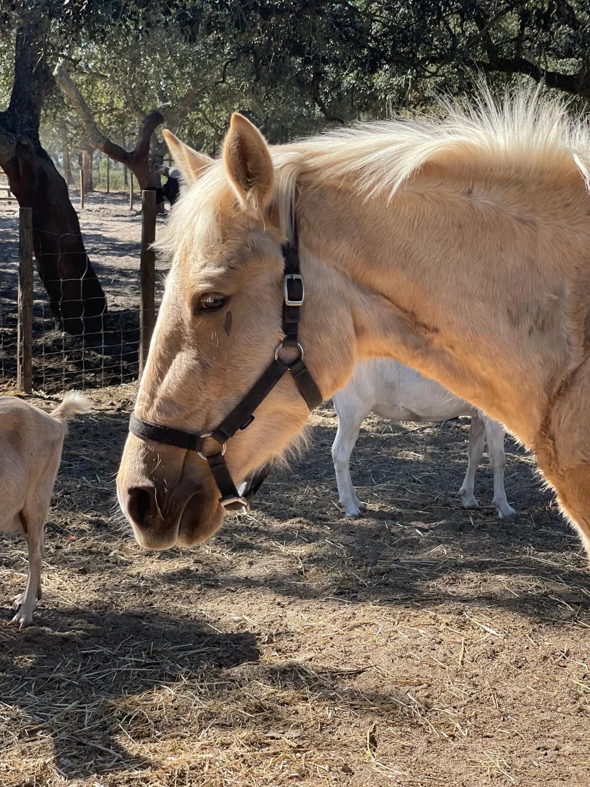 Retrato de um cavalo cor de mel com cabeçada