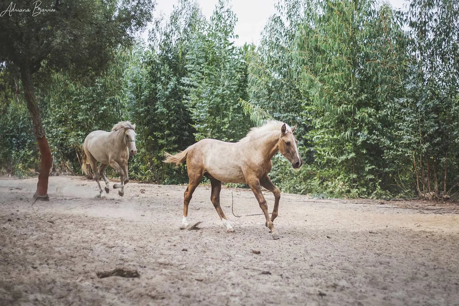 Dois cavalos claros a correr no picadeiro de areia