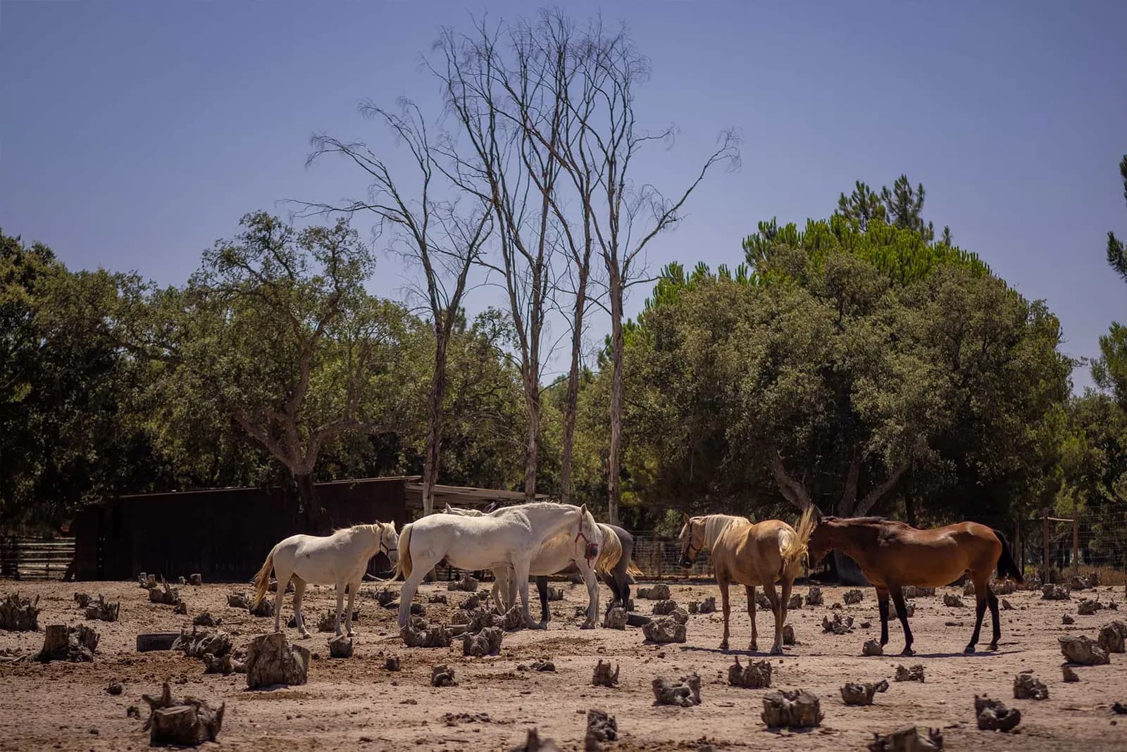 Cavalos a pastar no montado do santuário, ao fim da tarde
