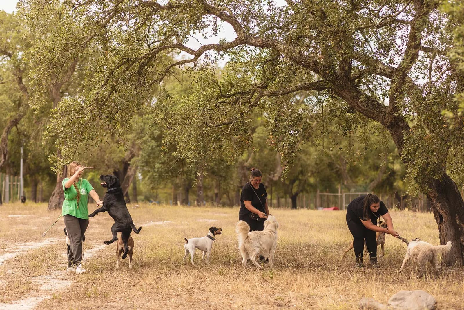 Cuidadores a brincar com cães no campo, debaixo dos sobreiros do santuário
