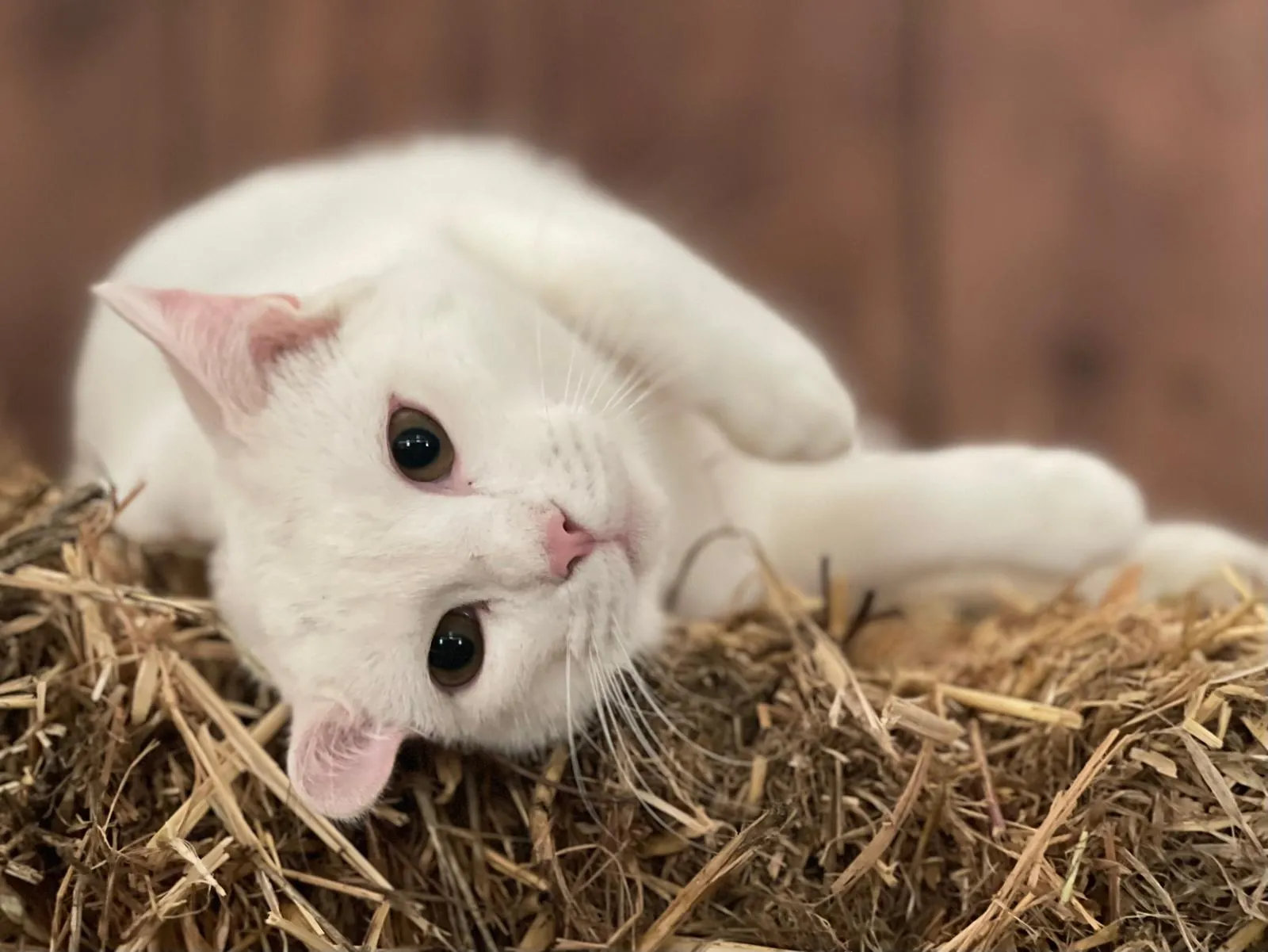 Um gato branco deitado na palha, a olhar para a câmara