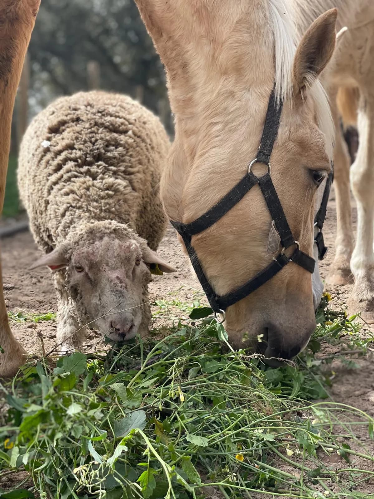 Uma ovelha e um cavalo a comer erva lado a lado