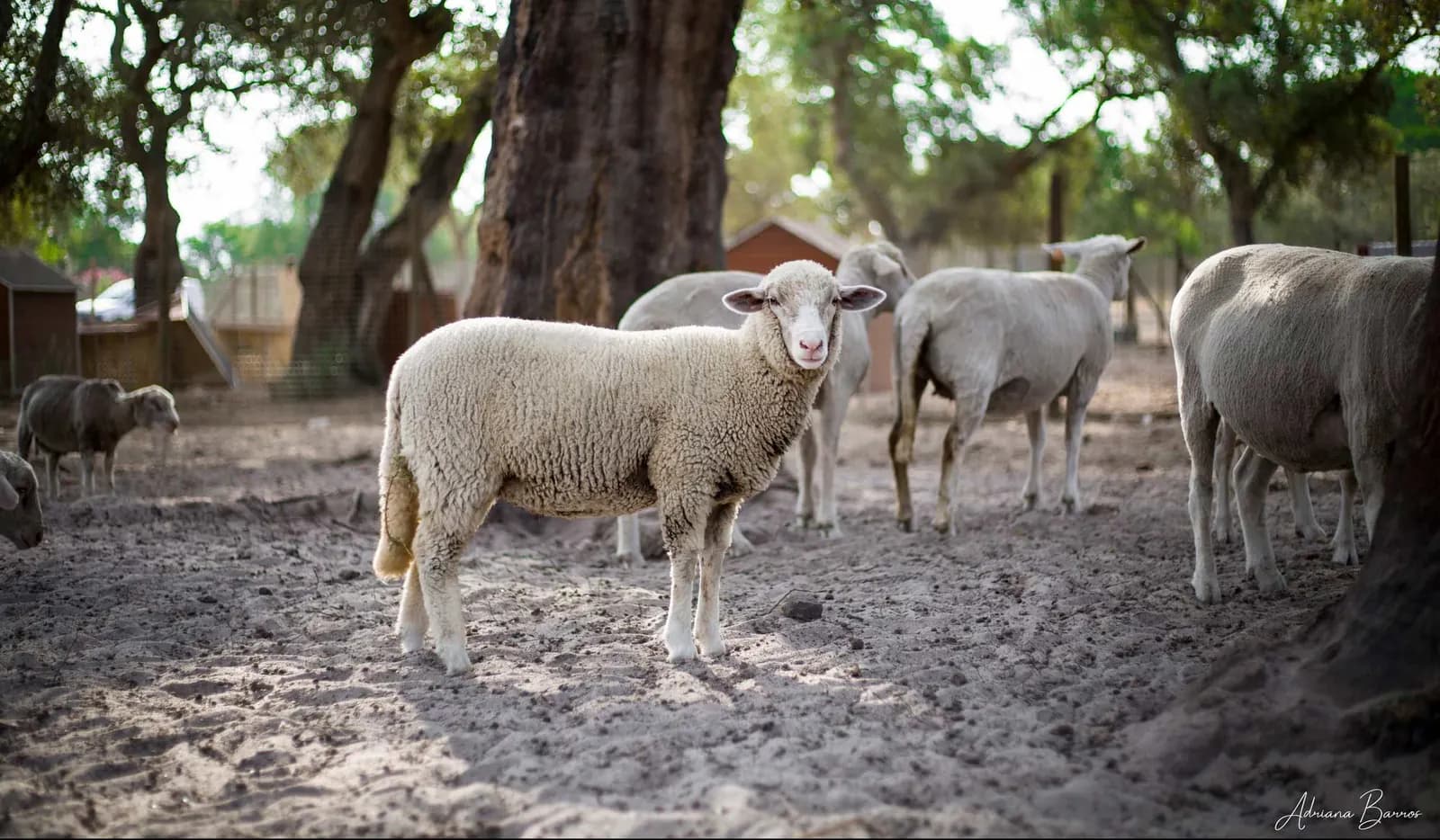Ovelhas à sombra dos sobreiros, uma delas a olhar para a câmara