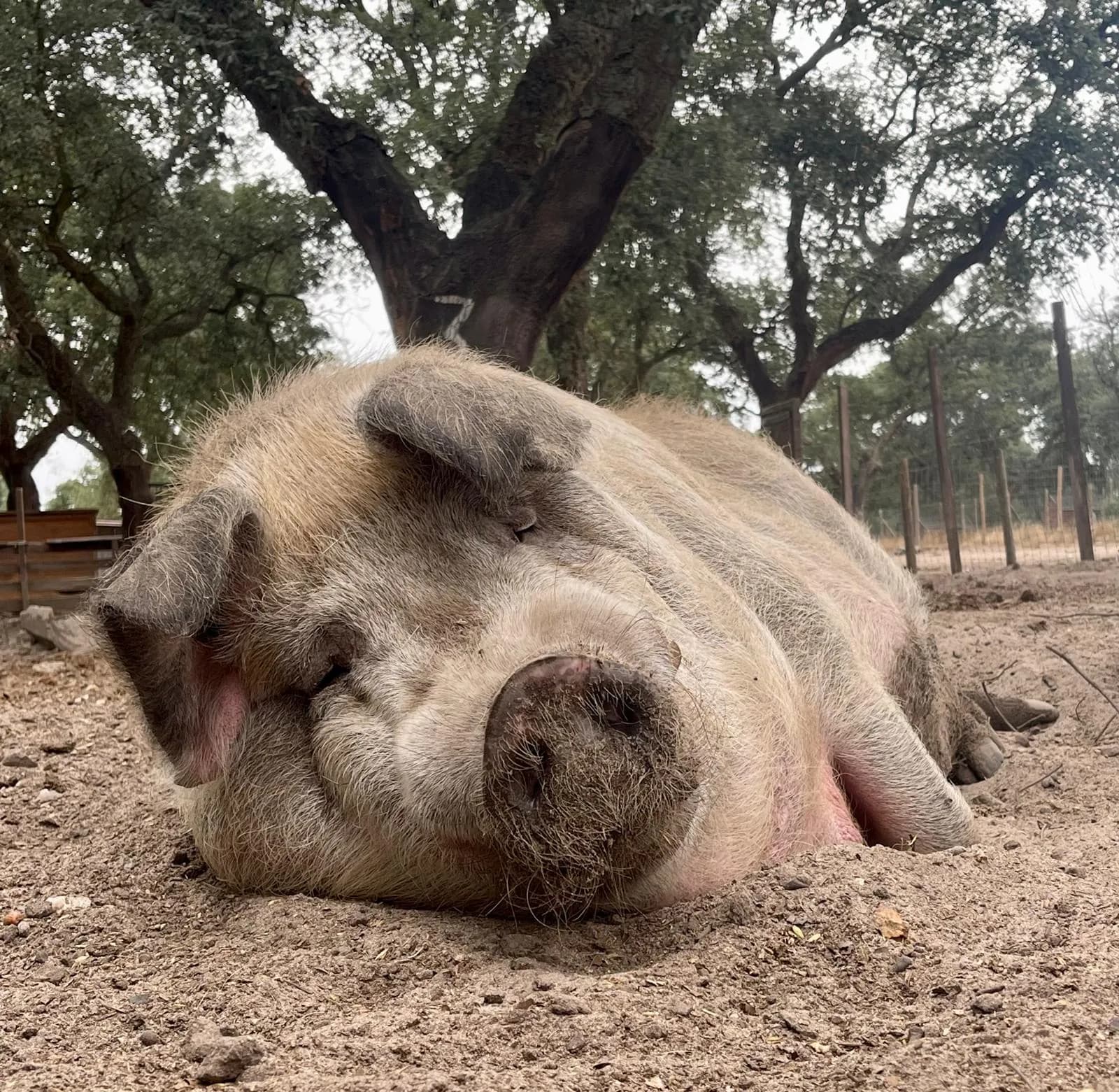 Uma porca grande a dormir na terra, debaixo dos sobreiros