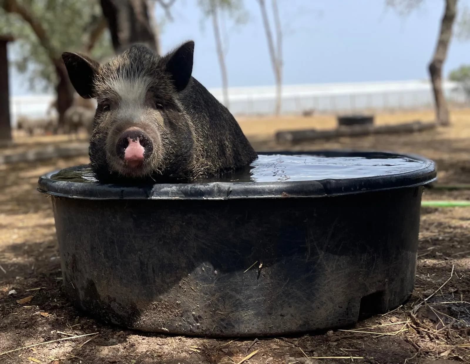 Um porco preto dentro de uma tina de água, a refrescar-se