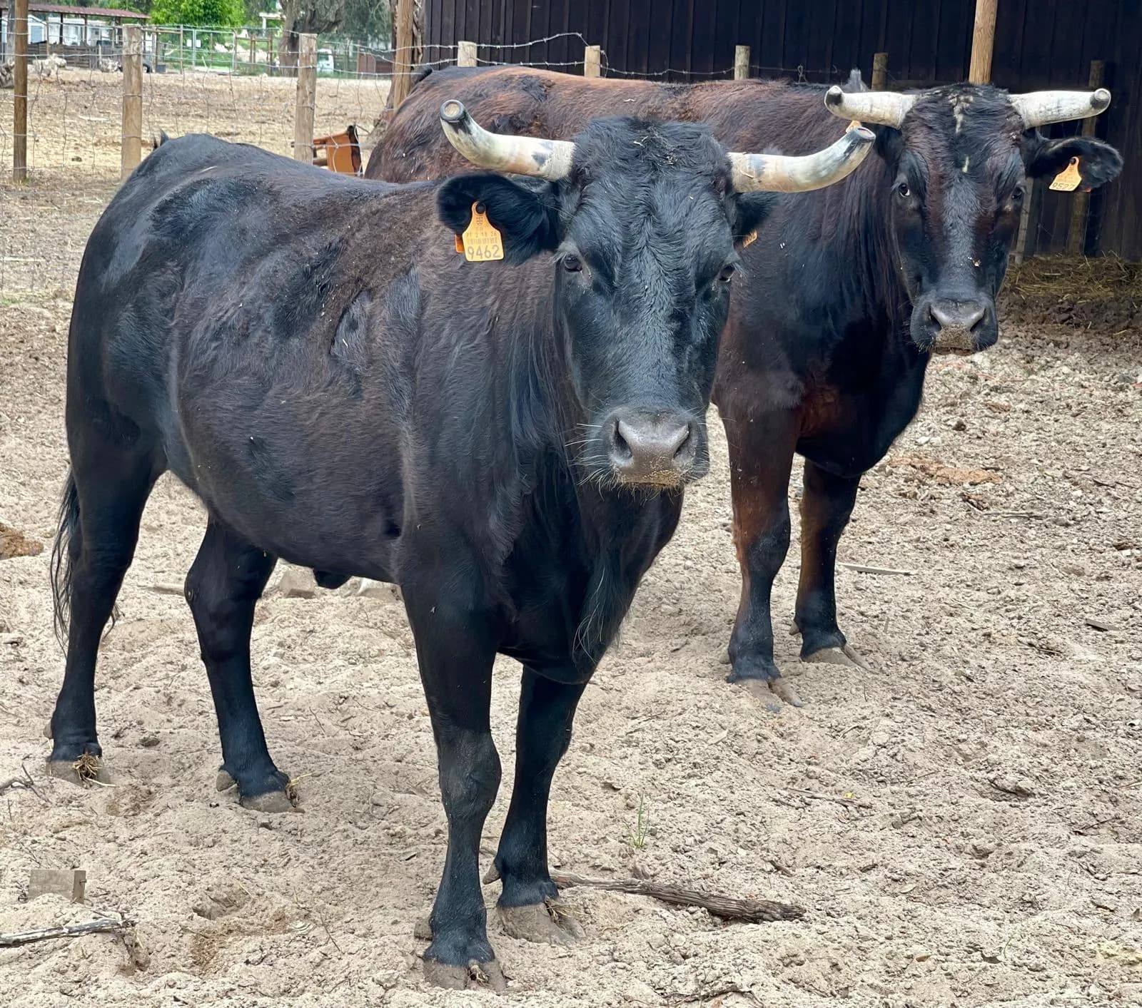 Duas vacas pretas com cornos, de frente para a câmara