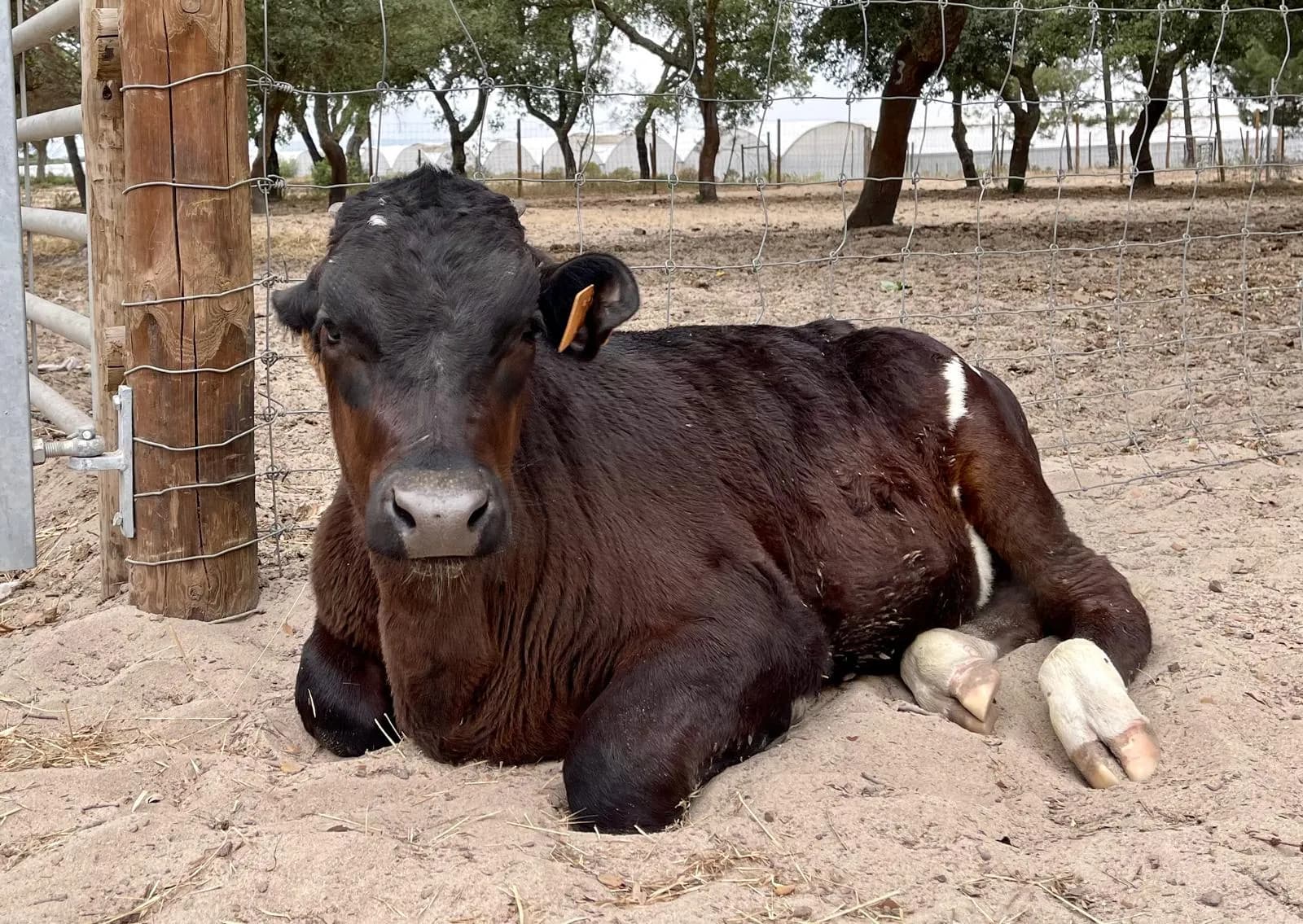 Uma vitela castanha deitada na areia