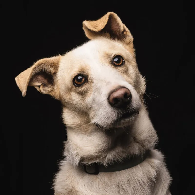Fotografia de Thor