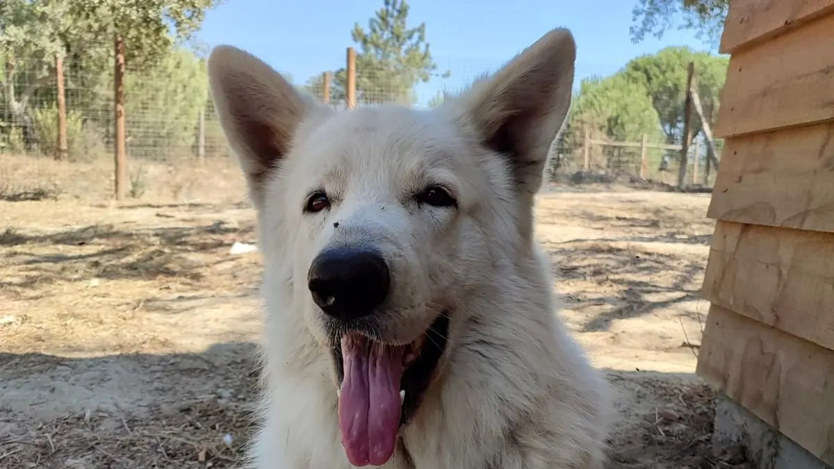 Cão branco de pelo comprido deitado no chão, de língua de fora