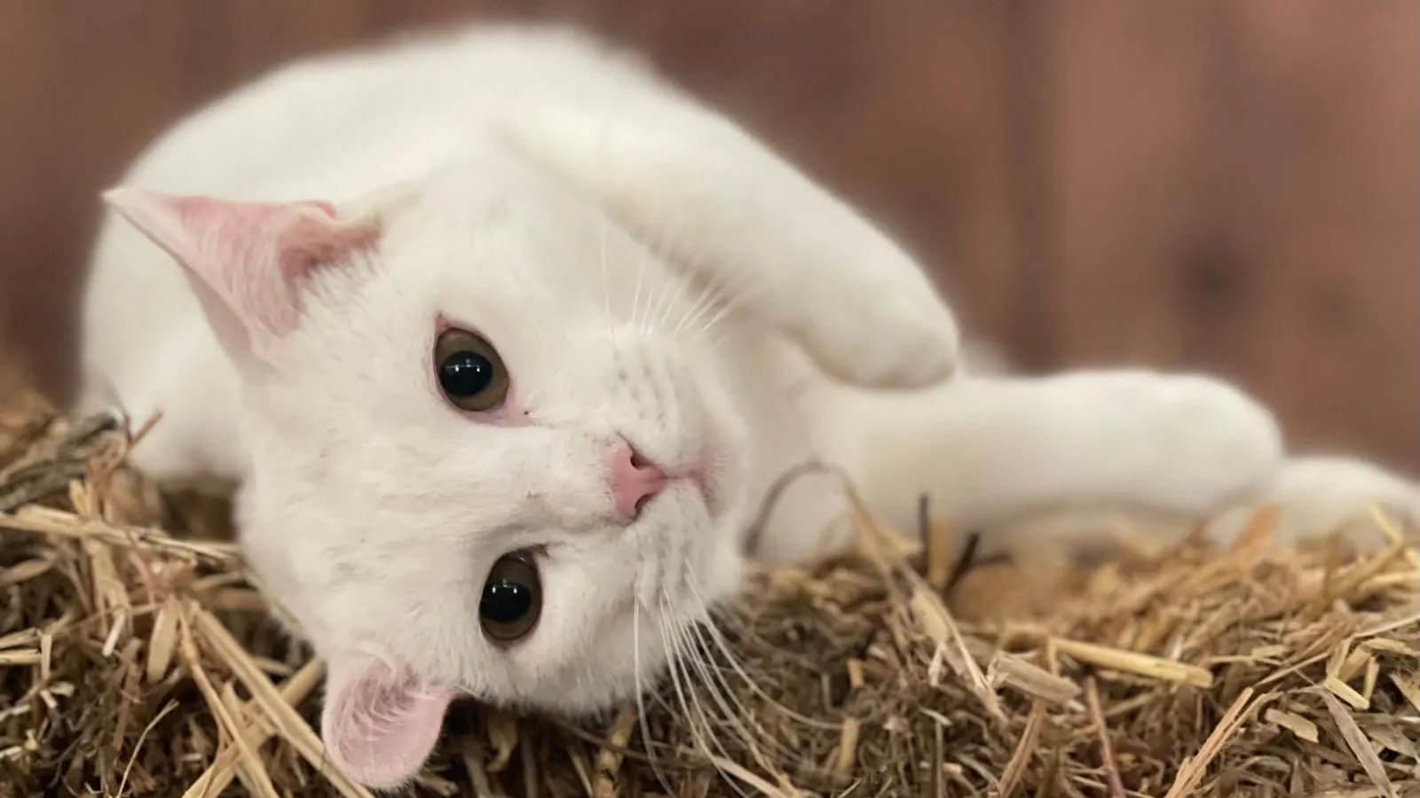 Gato branco deitado de lado sobre a palha, a olhar para a câmara
