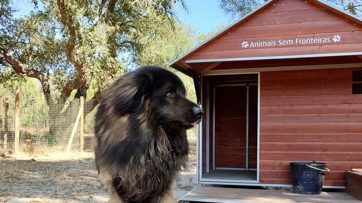 Cão grande de pelo comprido junto a uma casota com o nome Animais Sem Fronteiras