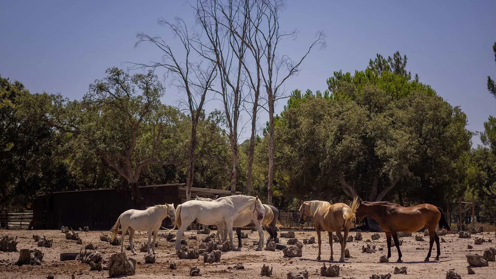 Cavalos brancos e castanhos no campo do santuário, entre sobreiros e pinheiros