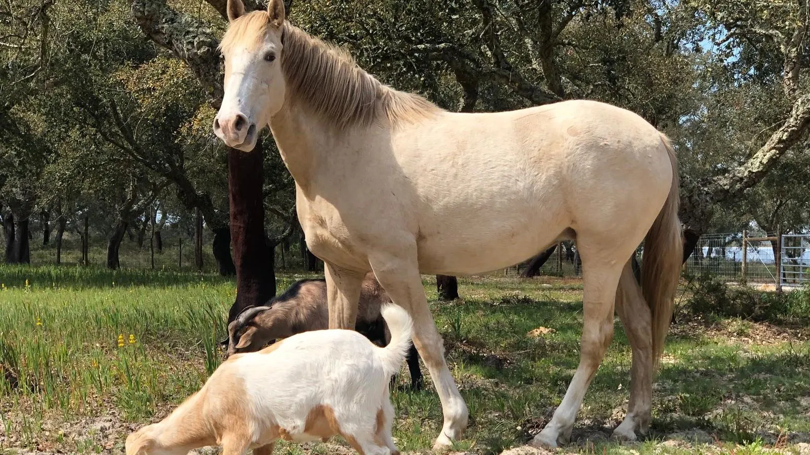 Cavalo claro e duas cabras a pastar debaixo dos sobreiros