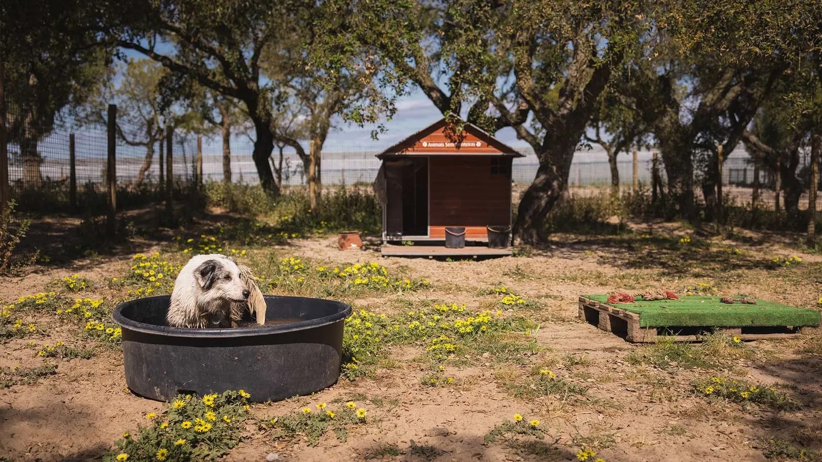 Cão a refrescar-se dentro de uma banheira com água, num parque com flores amarelas